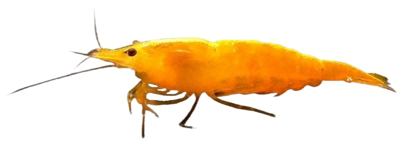 Neocaridina davidi Yellow Reje